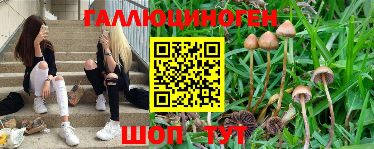 Псилоцибиновые грибы GOLDEN TEACHER  Галлюциногенные грибы Magic Shrooms  Брянск  Вход с VPN 